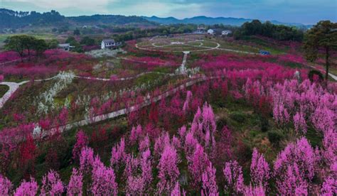 桃花家|桃花源